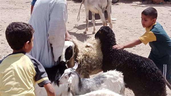 قافلة بيطرية بالمجان