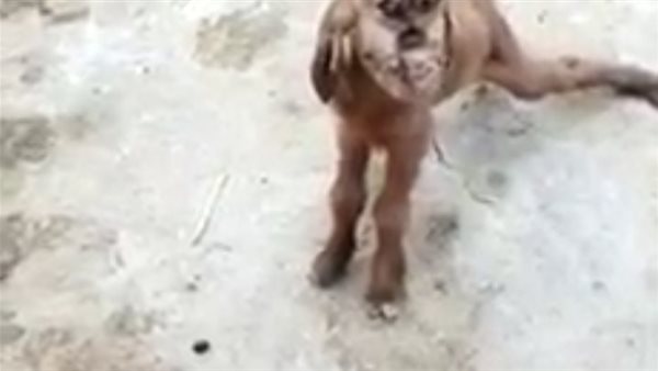 ولادة معزة برأس قرد