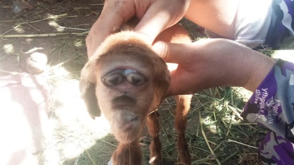 معزة برأس قرد في