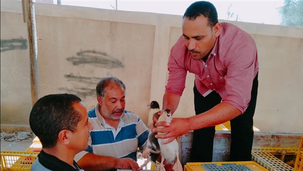 توزيع ألف بطة على