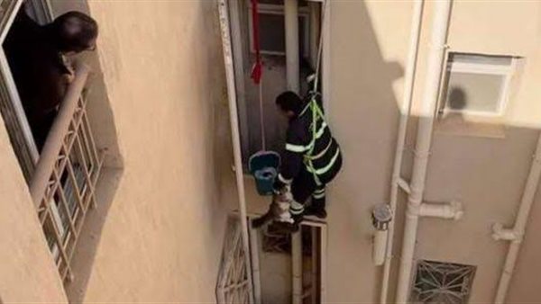 إنقاذ قطة _ أرشيفية