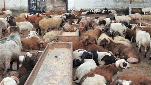  لحوم عيد الأضحى