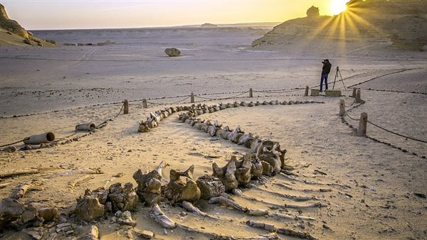 محمية وادي الحيتان