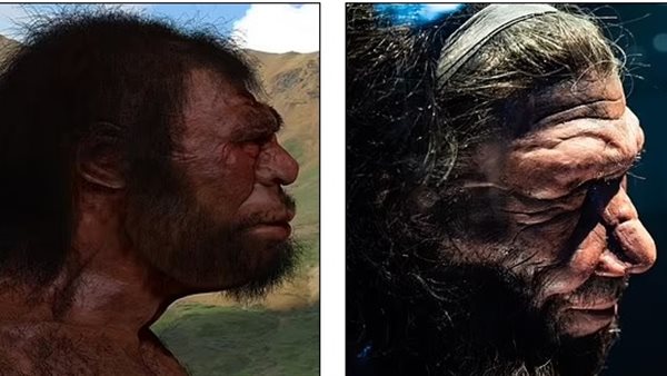 إنسان دينيسوفان ونياندرتال