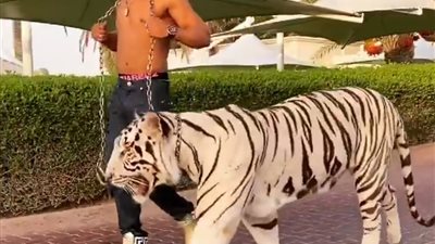 محمد رمضان يتنزه مع نمر في أحدث ظهور له بدبي (فيديو)