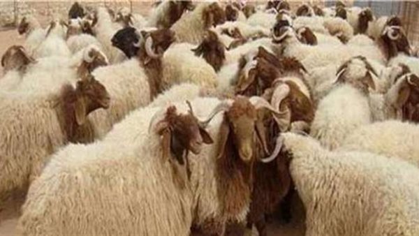الأغنام 