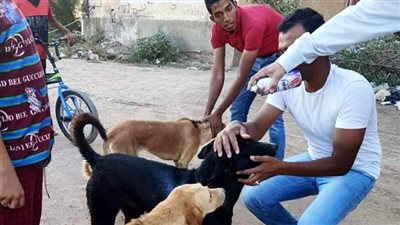 تنفيذ حملة لتطعيم وتعقيم كلاب الشوارع بأسوان
