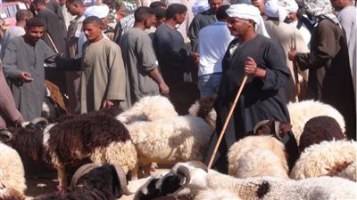 قبل العيد.. تعرف على عقوبة إلقاء مخلفات الأضاحي في غير أماكنها المخصصة