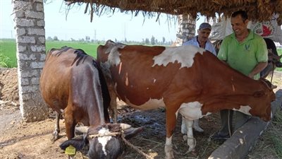 تحصين 14 ألف رأس ماشية ضد الحمى القلاعية والوادي المتصدع بقنا