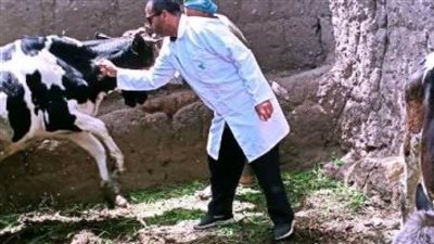 بدء الحملة القومية للتطعيم ضد مرض الحمى القلاعية والوادي المتصدع بالمنيا