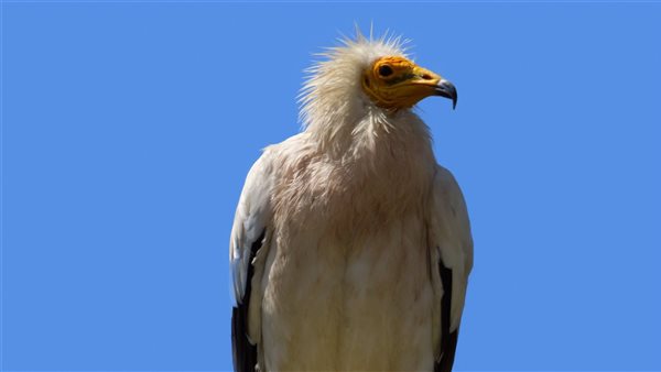 طائر الرَخمَة المصري-