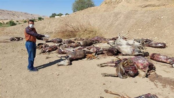 العثور على حمير مسلوخة