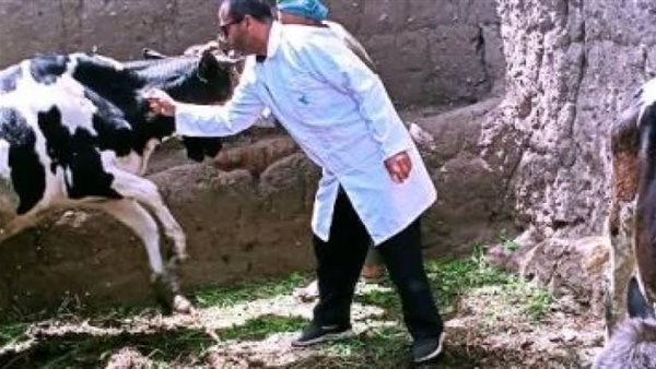 الكشف على رؤوس ماشية