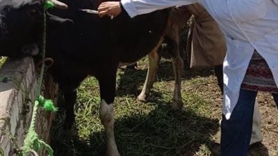 انطلاق الحملة القومية الثانية للتحصين ضد الحمى القلاعية والوادي المتصدع بالإسماعيلية 