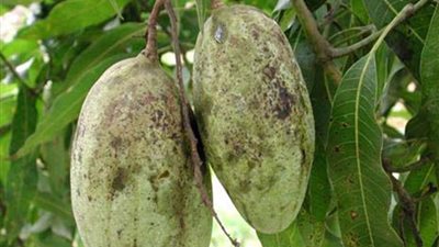 أول تحرك برلماني بسبب تلف محصول المانجو بالإسماعيلية (مستند)