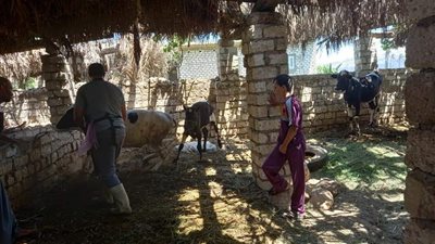 بدء حملة تطعيم الماشية ضد الحمي القلاعية بقرى المنيا