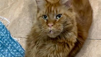 مكافأة 5 آلاف جنيه لمن يعثر على قط طبيبة روسية تائه في الغردقة (صور)