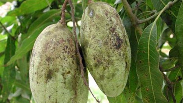 المانجو- أرشيفية