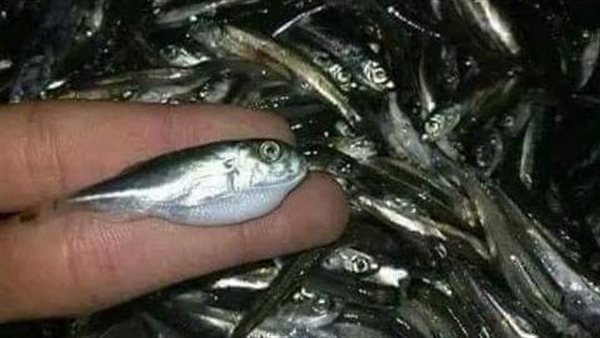 سمكة الأرنب السامة