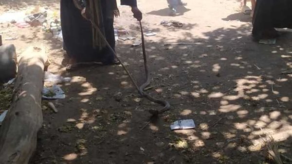 القضاء على الثعابين