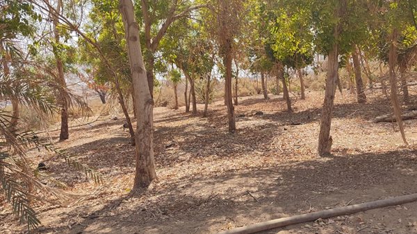  الغابات الشجرية