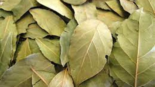 فوائد ورق اللوري