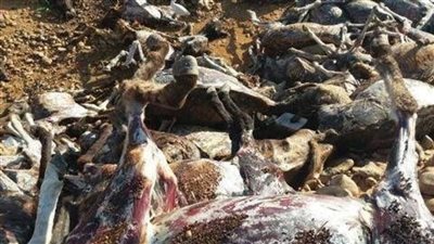 القبض على 3 أشخاص ذبحوا 14 حمارًا لبيع جلودها بسوهاج