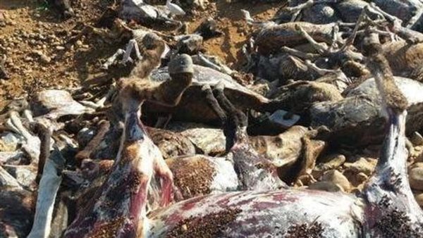 حمير نافقة - أرشيفية