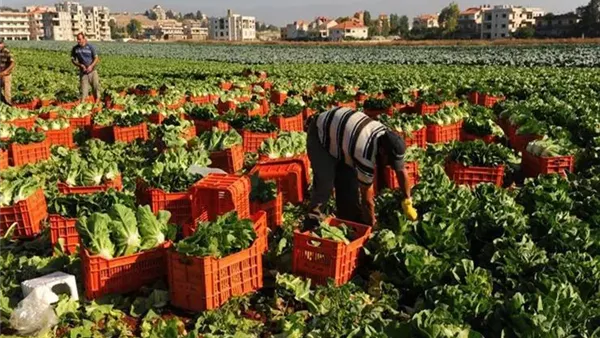 المحاصيل الزراعية