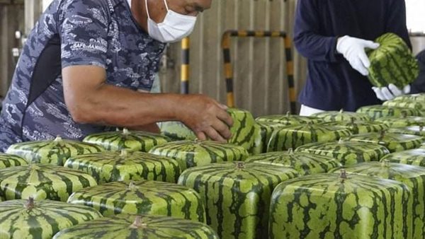 البطيخ المربع