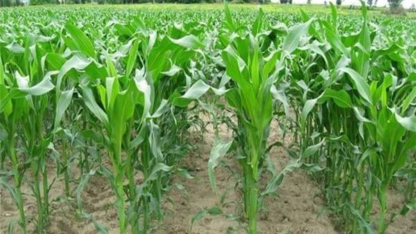 محاصيل زراعية