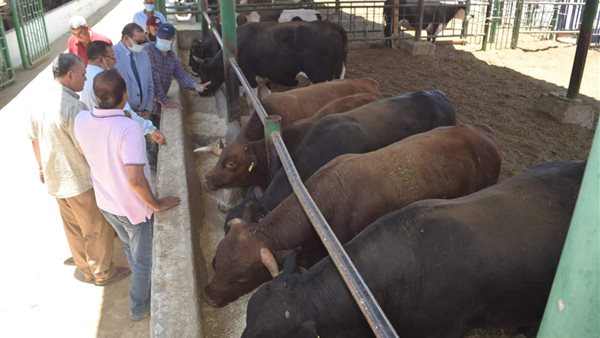 أضاحٍ مطروحة للبيع