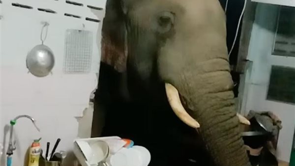 فيل يقتحم منزلًا