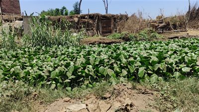 أهالي قرية جروان بالمنوفية يستغيثون من انتشار ورد النيل بترعة حبوظة وتوقف مشروع التبطين