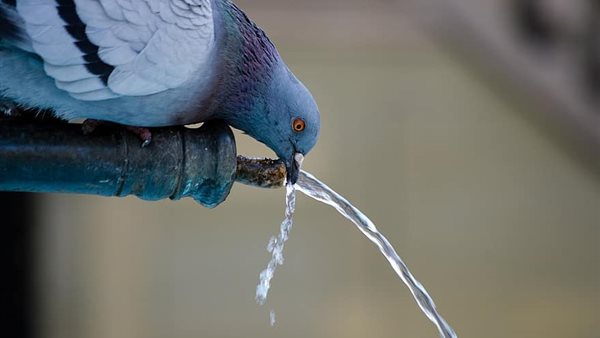 حمامة تشرب الماء