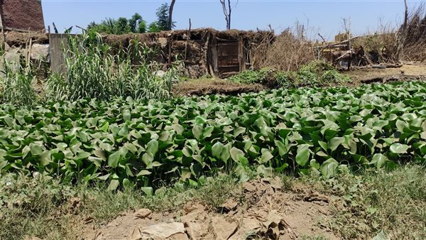 ورد النيل يكسو ترعة