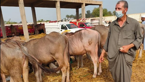 سوق المواشي ببيلا