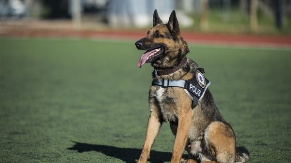 عقوبة من يستخدم كلبًا