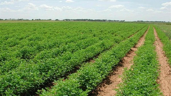 مشروعات التعمير والتنمية