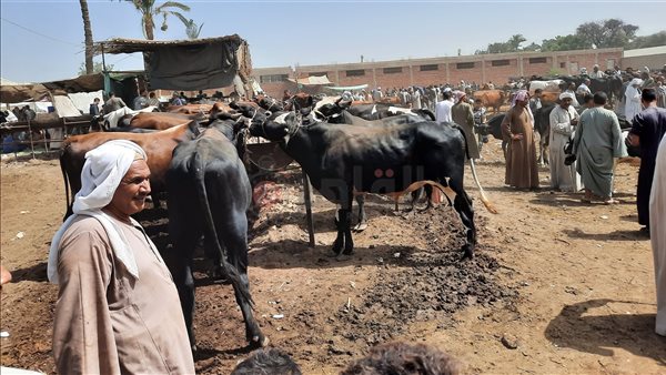 سوق السبت للمواشي