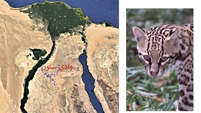 تجارة عطور من مستخرج جلد الـ