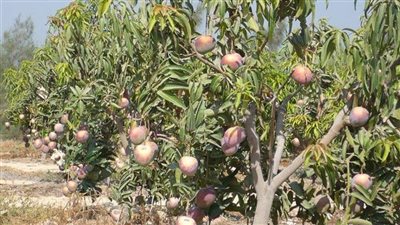 المانجو في خطر بسبب 