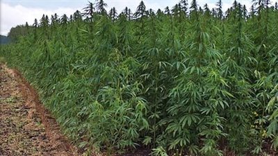 بريطانيا تسجل رقمًا قياسيًا في ضبط المخدرات بالشوارع