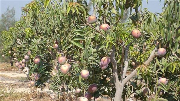 المانجو- أرشيفية