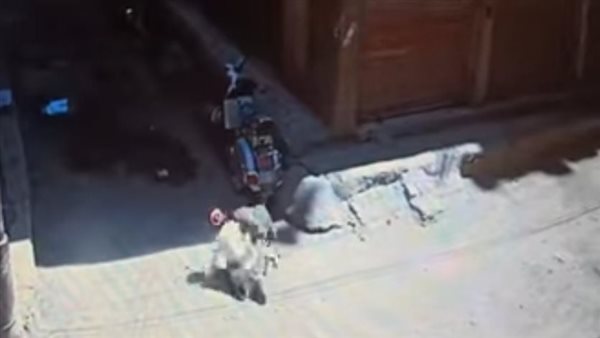 سلعوة تهاجم طفلة