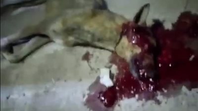 بعد هجومه على الأطفال..أهالي الفيوم يقتلون 