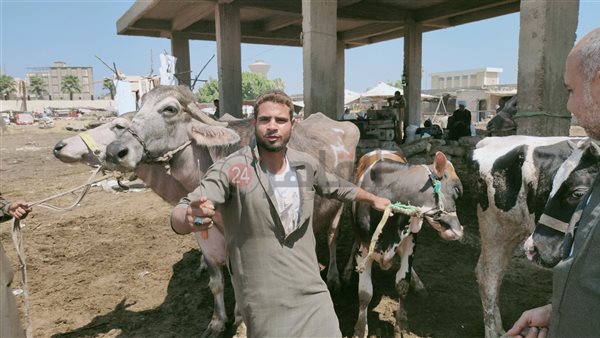 أسعار العجول والمواشي