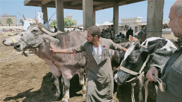 سوق المواشي في الزقازيق