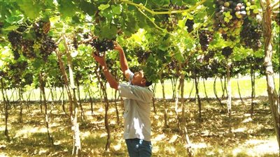 استمرار التقلبات الجوية.. الزراعة: الطقس الحالي يدعم انتشار الآفات والأمراض للمحاصيل