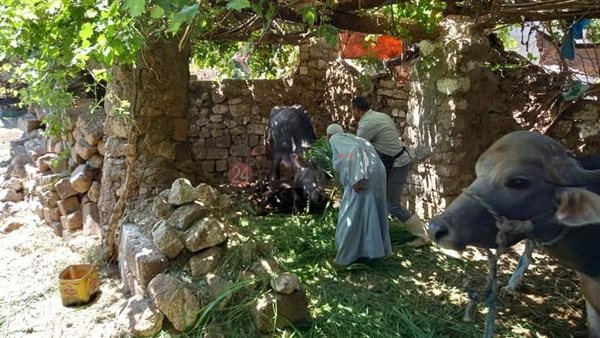 تحصين الماشية بالمنيا